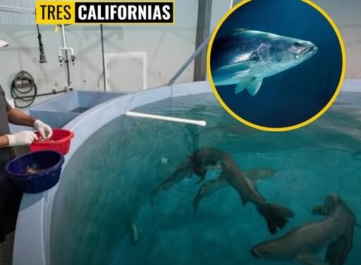 LIBERAN 40 MIL CRÍAS DE TOTOABA EN BAJA SUR