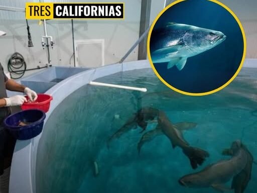 LIBERAN 40 MIL CRÍAS DE TOTOABA EN BAJA SUR