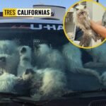 RESCATAN A MÁS DE 100 GATOS ENCERRADOS EN UNA CAMIONETA