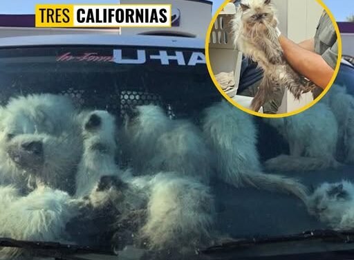 RESCATAN A MÁS DE 100 GATOS ENCERRADOS EN UNA CAMIONETA