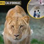 LEÓN DOMÉSTICO ATACA A MUJER Y NIÑOS EN PAKISTÁN