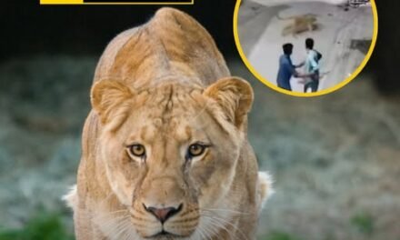 LEÓN DOMÉSTICO ATACA A MUJER Y NIÑOS EN PAKISTÁN