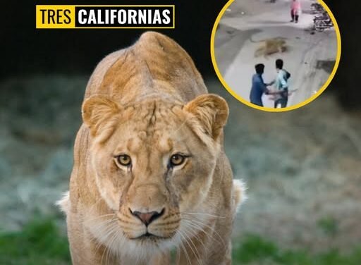 LEÓN DOMÉSTICO ATACA A MUJER Y NIÑOS EN PAKISTÁN