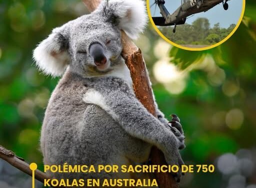 POLÉMICA POR SACRIFICIO DE 750 KOALAS EN AUSTRALIA