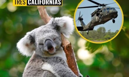 POLÉMICA POR SACRIFICIO DE 750 KOALAS EN AUSTRALIA