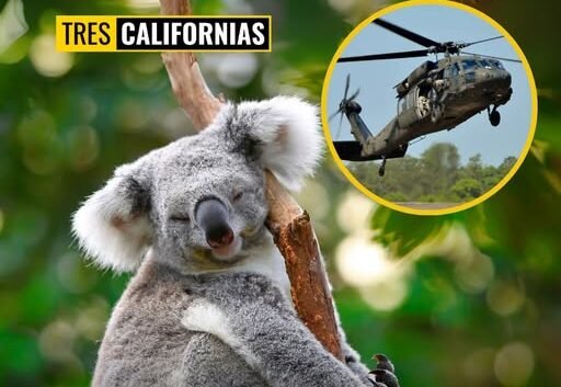 POLÉMICA POR SACRIFICIO DE 750 KOALAS EN AUSTRALIA