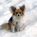 CHIHUAHUA SE CONVIERTE EN HÉROE TRAS RESCATAR A SU DUEÑO DE GRIETA EN GLACIAR SUIZO