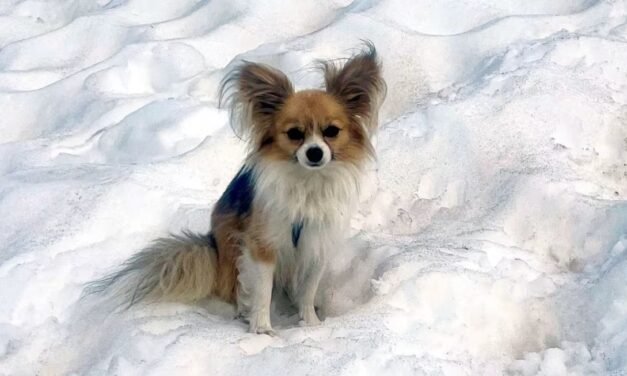 CHIHUAHUA SE CONVIERTE EN HÉROE TRAS RESCATAR A SU DUEÑO DE GRIETA EN GLACIAR SUIZO