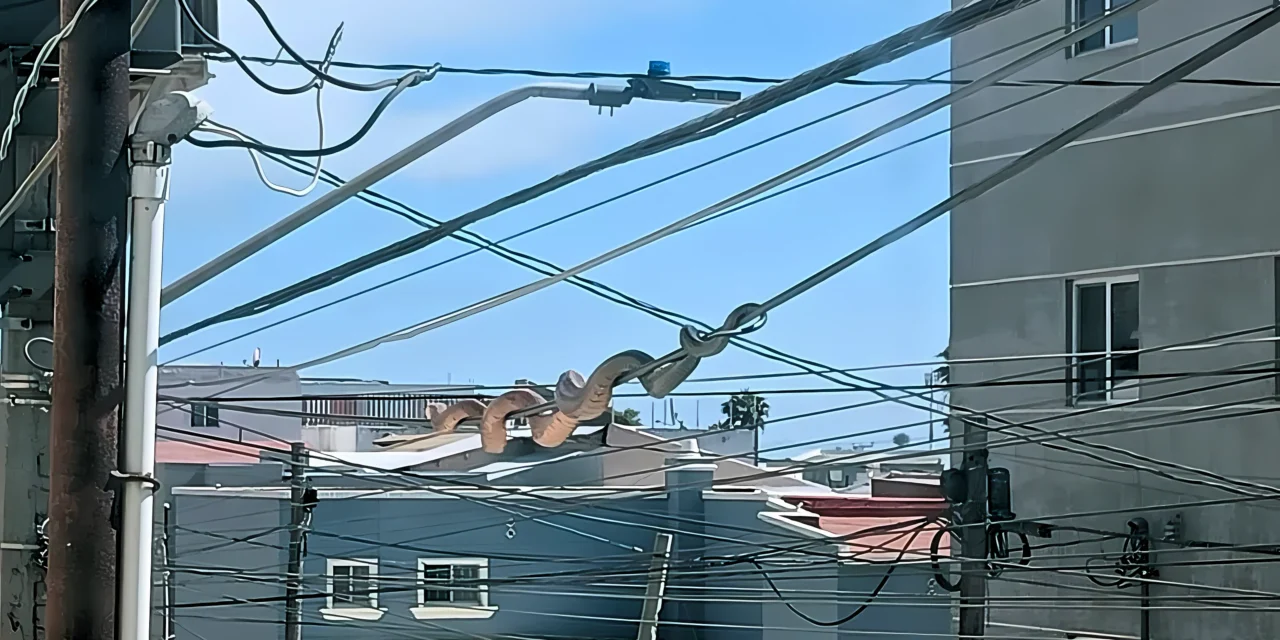 REPORTAN PRESUNTOS AVISTAMIENTOS DE SERPIENTES EN TIJUANA