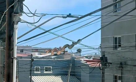 REPORTAN PRESUNTOS AVISTAMIENTOS DE SERPIENTES EN TIJUANA